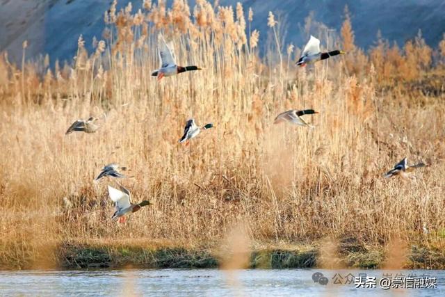 初冬汭河，摇曳一岸诗意时光