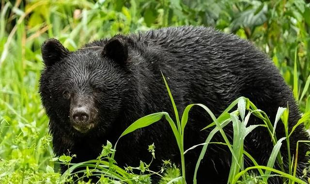 日本旺季变“杀局”， 又是熊袭又是停航 ， 这一波去旅游纯属找罪受