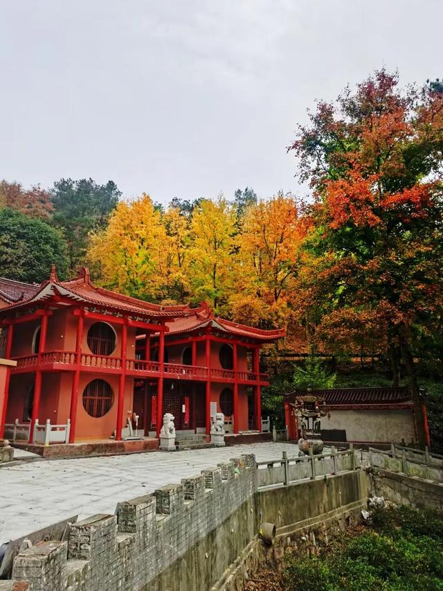 博望区“西红柿炒蛋”树上线