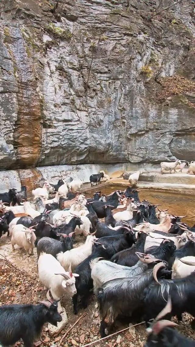 南太行“一线天”被羊群占领，山羊轻松攀登近90度峭壁，春夏秋三季经常“堵人”