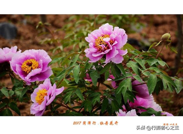 山东行游影记（69）—菏泽赏牡丹（一）