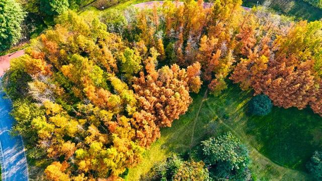 打卡心形湖！重庆这个公园美成油画
