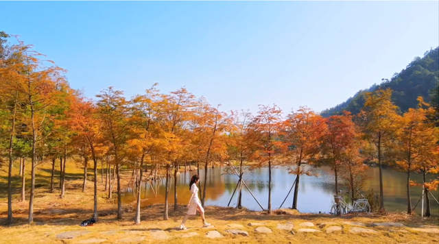 沉浸式感受韶关新丰绝美秋色！ 2天1夜赏枫露营品美食，徒步泡温泉，一起去躺平 ！