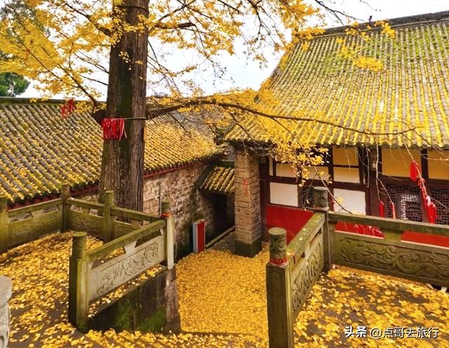 成都龙泉山有多少千年银杏，让人意外，居然有刘备亲手种的！