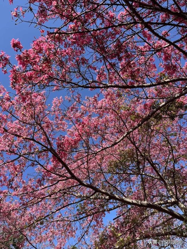 深圳限定浪漫！周末快来赴一场粉色花海盛宴