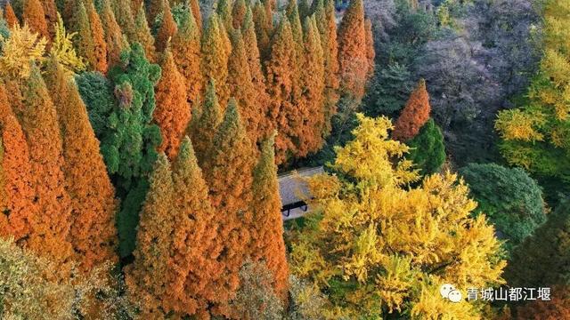 美疯！我就说初冬的都江堰有真东西！