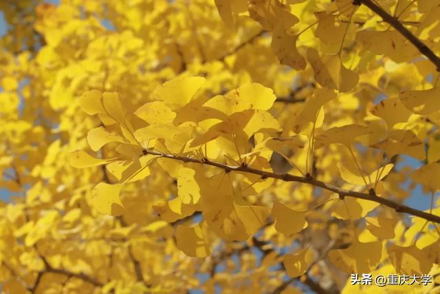 重大限定皮肤上新,超出片!🤳