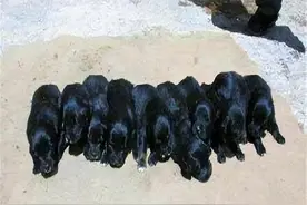 不到一岁藏獒赶走独狼，曾身价百万难求，为何现在几百也没人要图片