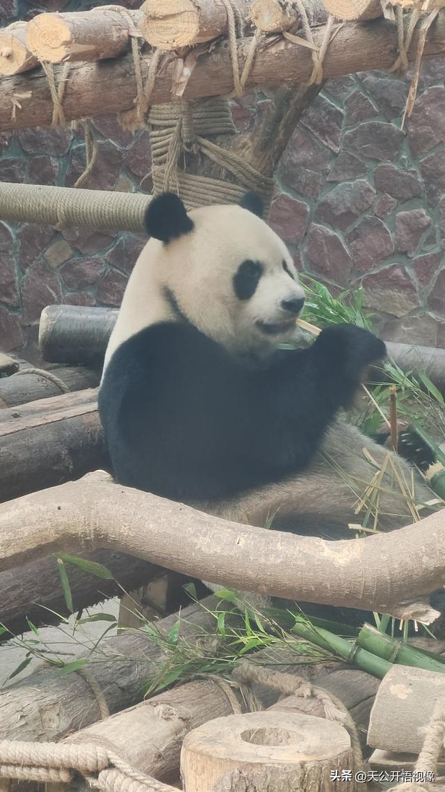 贵阳人与避暑客，贵阳黔灵山公园里的热闹与体谅