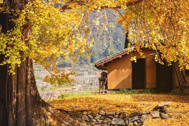 藏不住了，宜昌变身秋日调色盘！这5个绝美景点不去可惜！