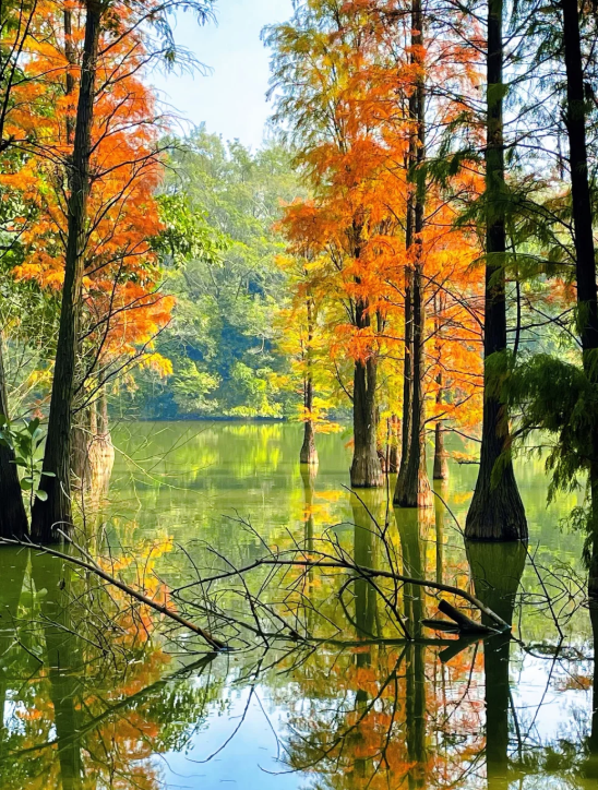 红出圈！南海落羽杉正在刷屏