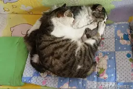 养一只猫跟养两只猫绝对不一样，猫界原来是这样相处的图片