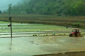 马山县：及时雨缓解旱情 抢抓时机种田忙图片