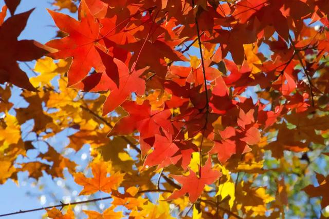 人少景美！丰台这些“秋季限定”进入倒计时！