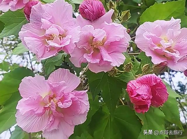 成都芙蓉花最新攻略，公交车直达，一处比一处惊艳，4处都免费！