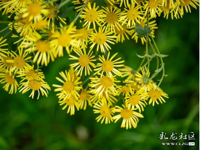 昆明大观公园｜金秋菊花展，旅拍很出片！（附攻略）