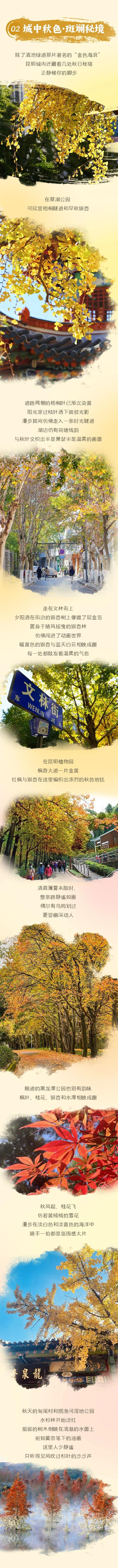 昆明之秋：一半是春，一半是金