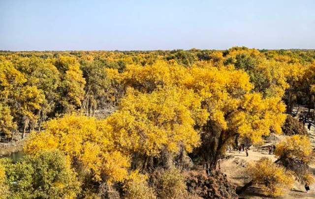 全世界70%的胡杨在这里！