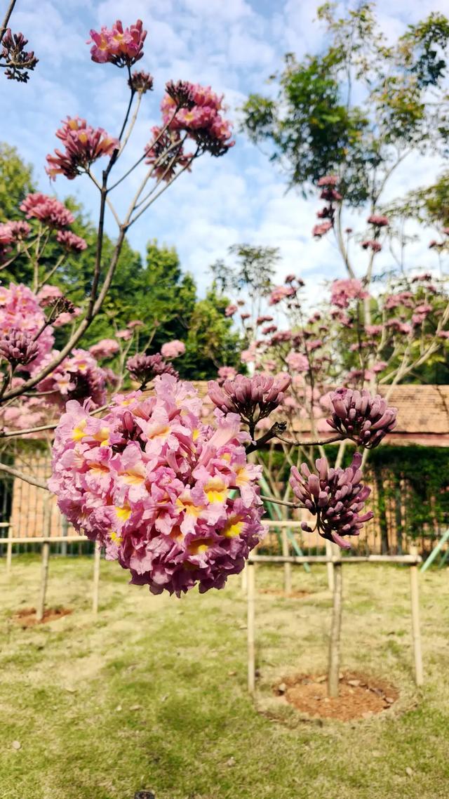 快去拍!柳州的冬天像是倒放的春天