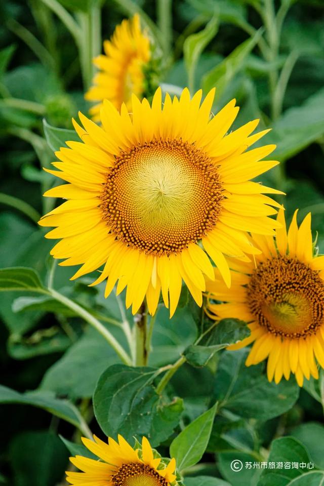 夏日清晨,在桐泾公园邂逅向日葵花海与童话小屋