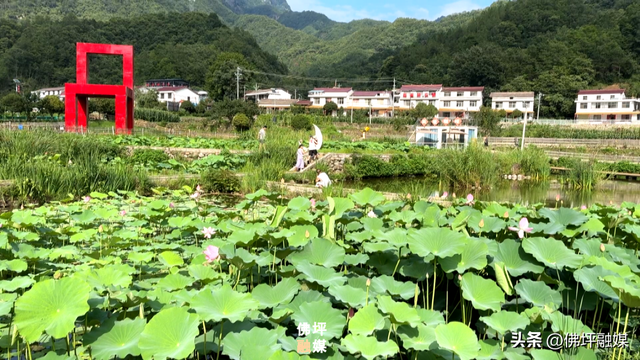 荷塘入画！风摇荷影暗香浮，王家湾里觅清凉