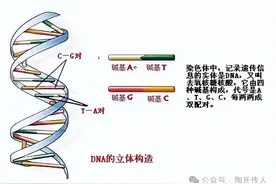 我从哪里来——现代智人的起源（1）图片