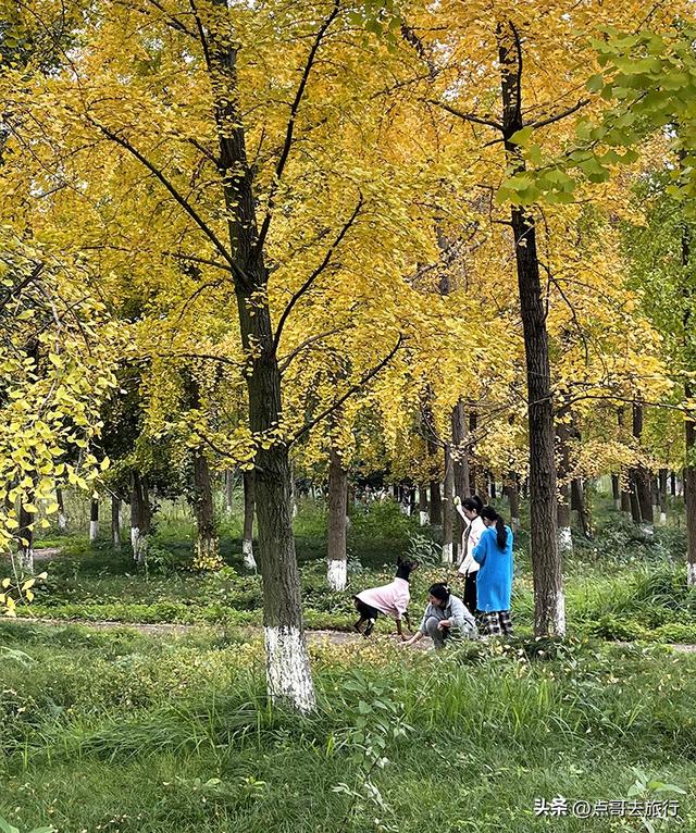 成都市区最大银杏林，金黄如海超壮观，不要门票，地铁公交直达！