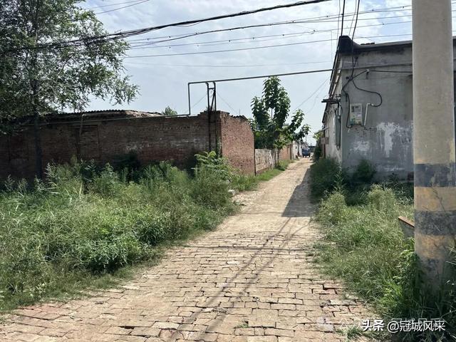 冠县乡韵·定远寨镇前杏园村