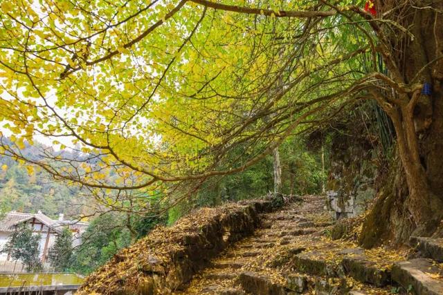 乡游黔中 · 凤冈县 进化镇丨银杏鎏金映古寨,高腔茶灯醉秋韵