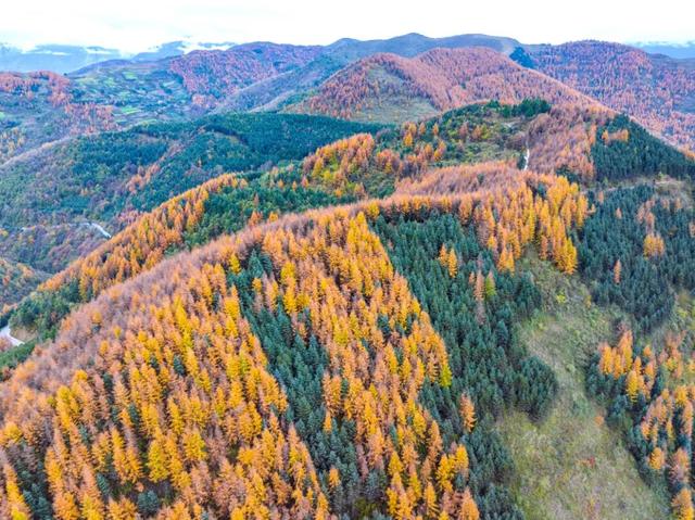 毛羽山，万亩松林鎏金。