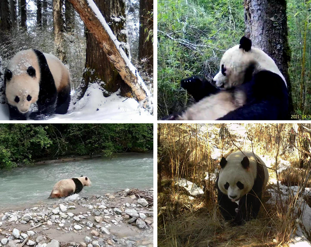 正式通车！全线免费！新挖赏秋天花板小城，绝美彩林不输九寨！地道美食50元吃爽！