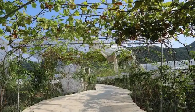 从苍木岭到小关岭，两次秦岭避雨，我们到底丢了多少乡村温情