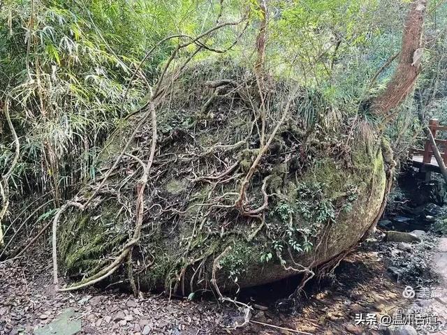 东海最具仙气的一座山,有“海上仙都”之美称,对驴友很友好!