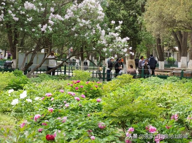 走，一起去张家口市人民公园赏牡丹花吧！