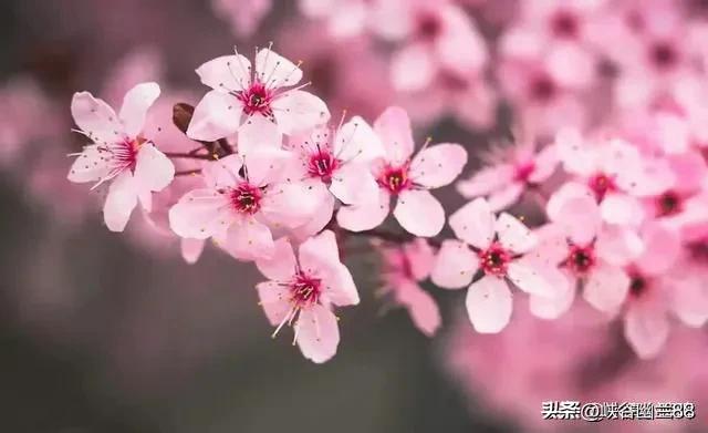 古代小妾除了满足丈夫的生理需求和生孩子，还有一个变态的作用