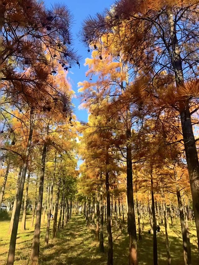 人少景美，昆明经开区马料河水杉红艳正当时！