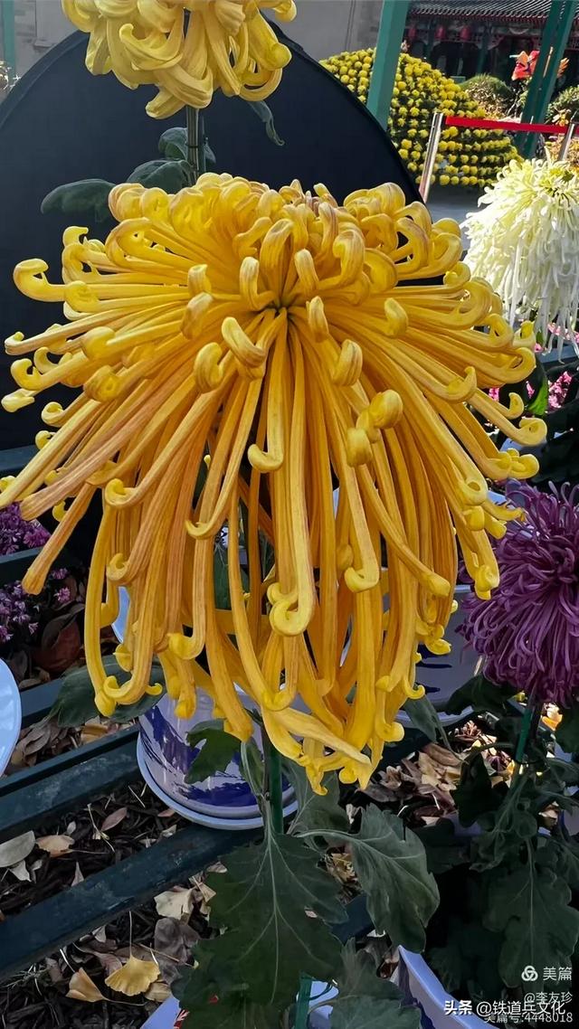 李友珍||岁月倏然·菊韵飘香——紫竹院公园的菊展