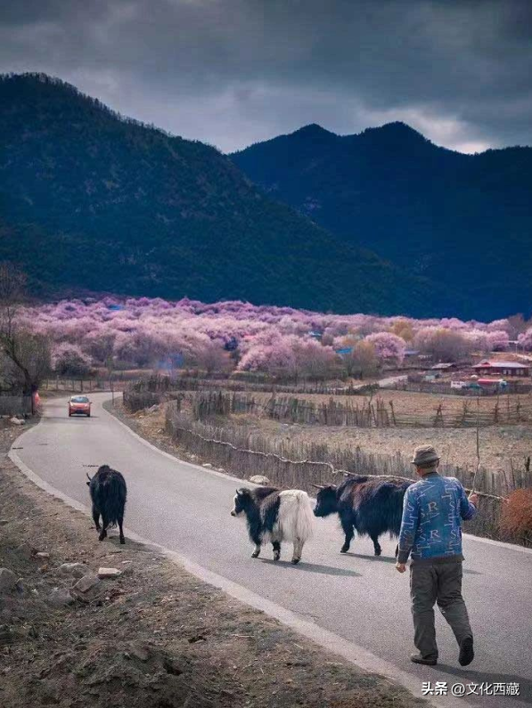 西藏这个地方，即将火爆！真正定义了什么是顶级春色！