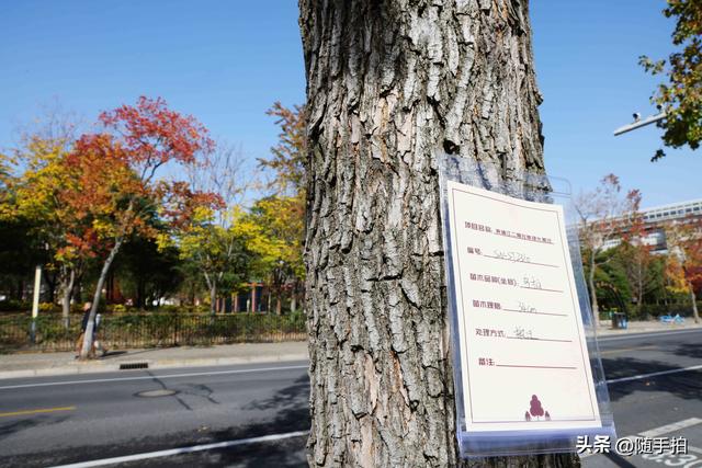 上海：闵行“小外滩”的乌桕“换妆”秋意浓错过成“遗憾”