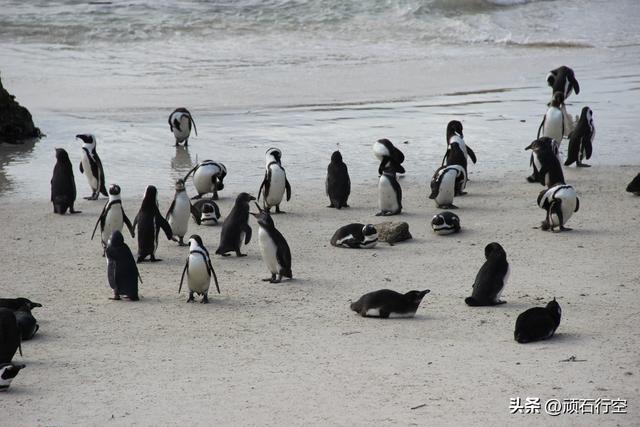 南部非洲：南非开普敦企鹅岛