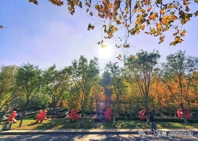 大连高新园区这片免费银杏林,成了秋季网红打卡地