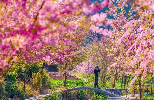 美疯了！高铁直达“四川小三亚”，花海开爆！草莓按盆吃，烧烤香迷糊！