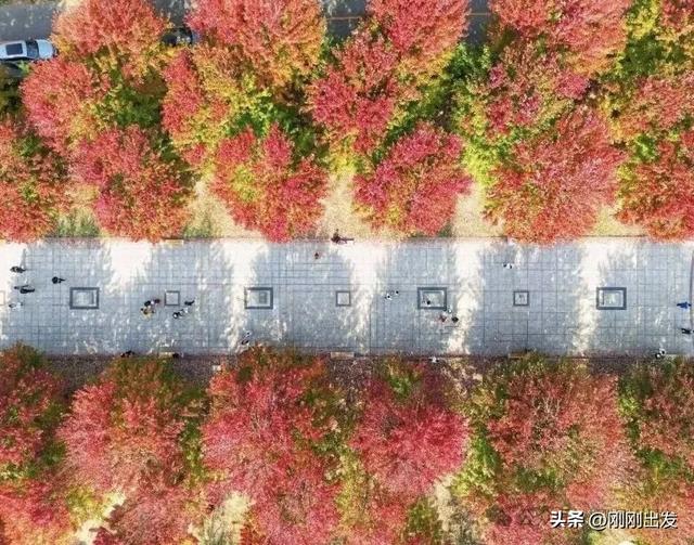 免费!大连横山景区枫叶最佳观赏期到了,快来打卡吧