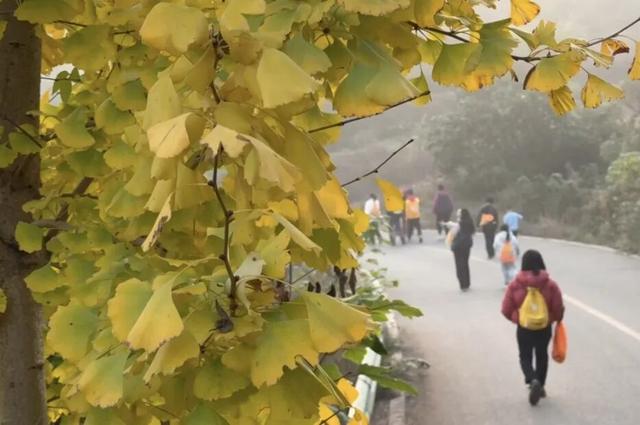 有意义！这场暖心徒步，金堂人踊跃参与……