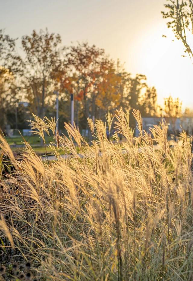 打卡定州限定秋景！