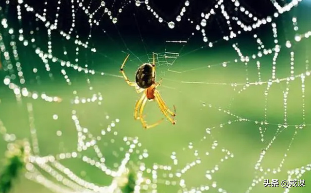 万圣节破布测物种？蜘蛛启发科学家创建人工蛛网，捕获空气中DNA