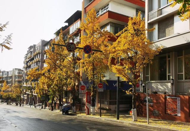 小径披金黄外衣，银杏叶片如金币，冬日里竟藏着流动画卷