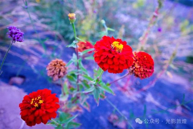 敦煌郊野公园“沙泽园”呈现不一样的美感