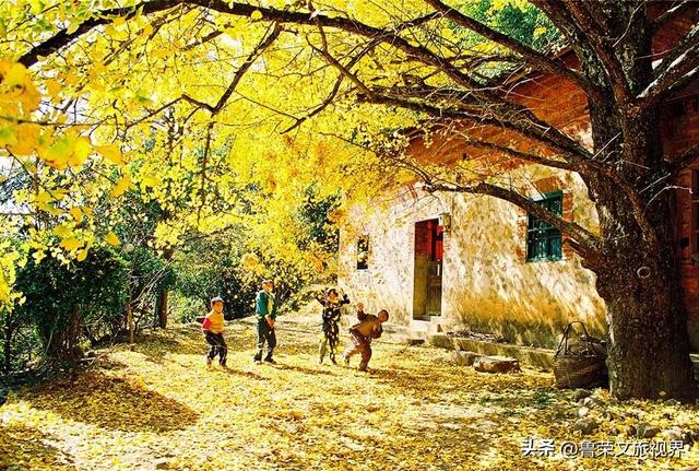 南方四境藏金秋：四大银杏秘境的温柔时光