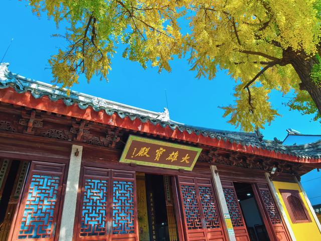 银杏鎏金，满城秋意关不住